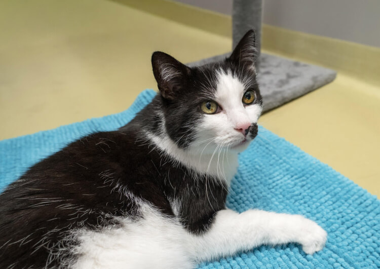 Mischa, Europäische Hauskatze – Katze zur Adoption in Winkel (ZH)