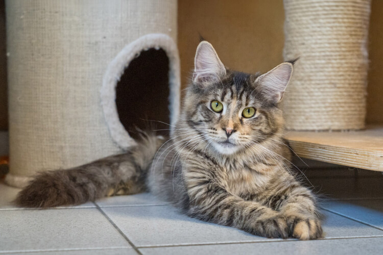 Katze Nami
