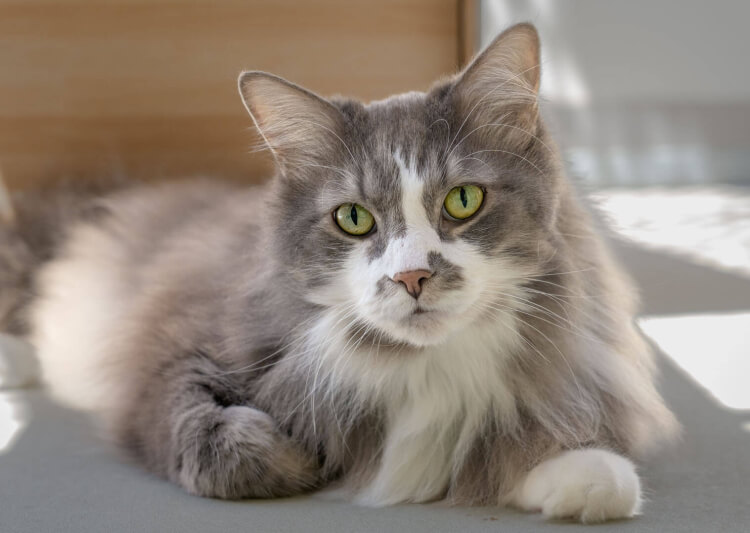 Katze Pauli