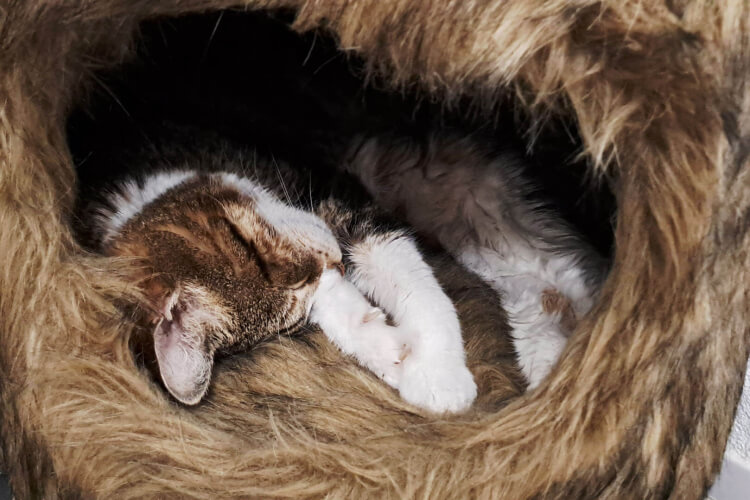 Katze Rosie