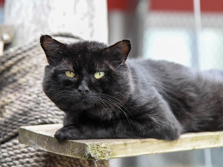 Katze Salem