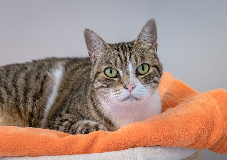 Stella, Europäische Hauskatze – Katze zur Adoption in Winkel (ZH)