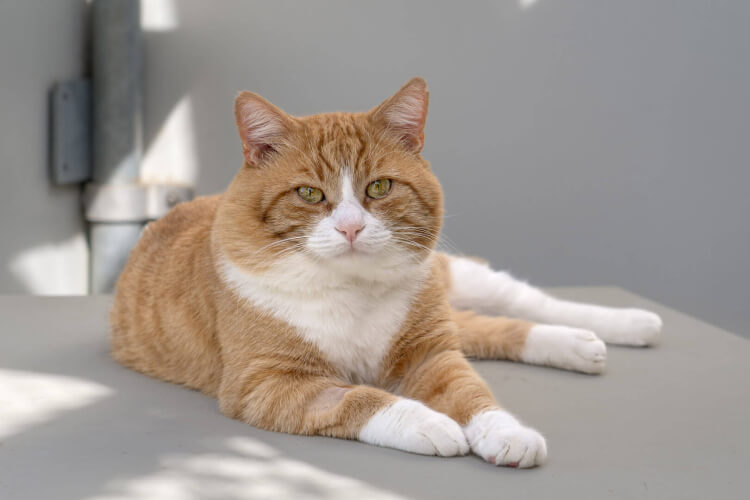 Strolch, Europäische Hauskatze – Katze zur Adoption in Winkel (ZH)