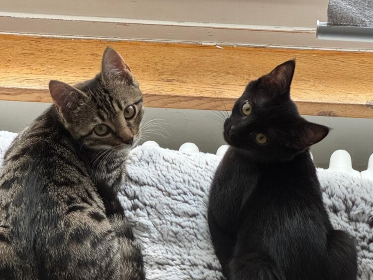 Katzen Bonita & Tessi