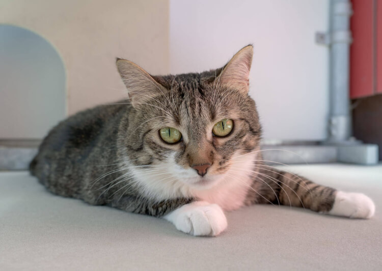 Katze Tina