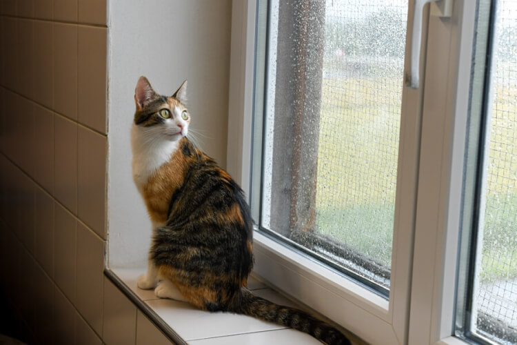 Katze in Kippfenster