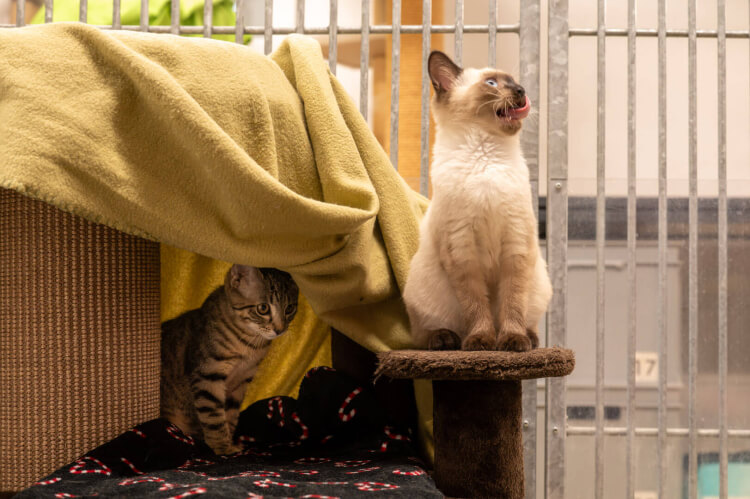 Katzen Rania & Tica