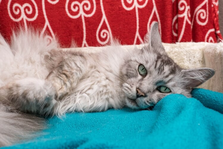 Katzen Shila & Chicco