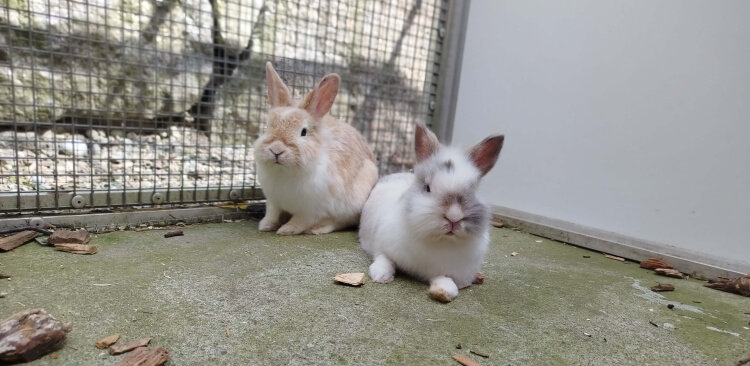 Kaninchen Jens & Topsy