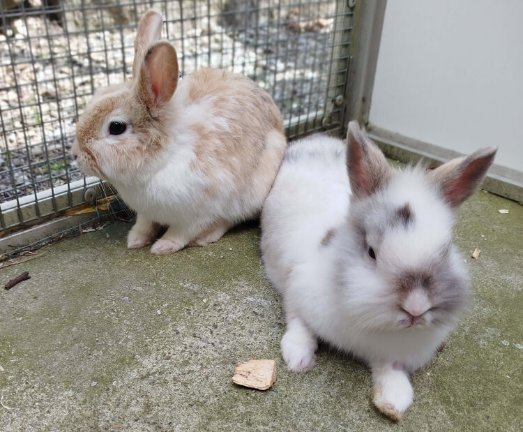 Kaninchen Jens & Topsy