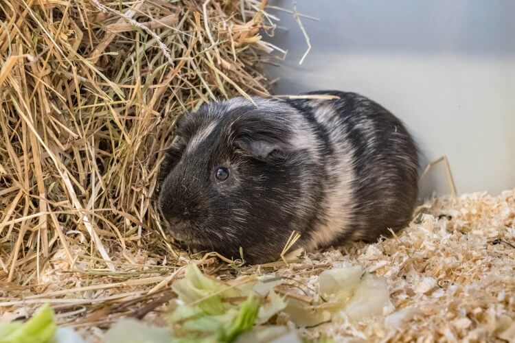 Meerschweinchen Carmelo
