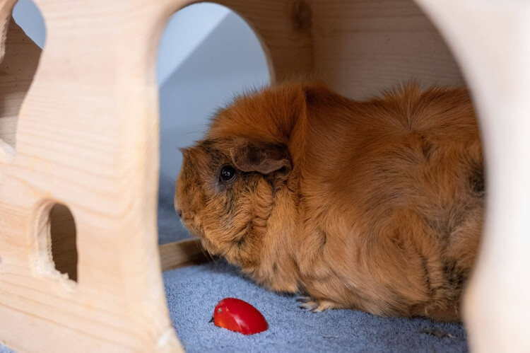 Meerschweinchen Oliver