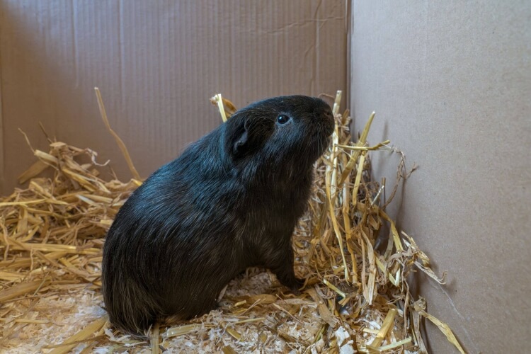 Meerschweinchen Raimo