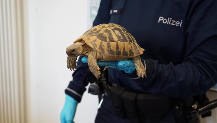 Schildkröten ausgebüxt