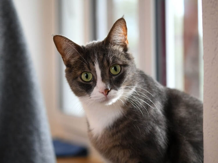 Katze Topaz