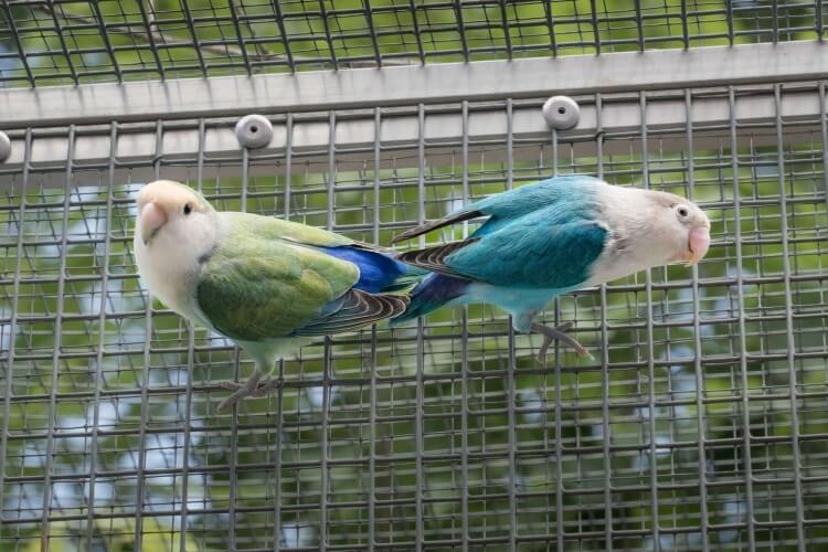 Lapislazuli und Jade